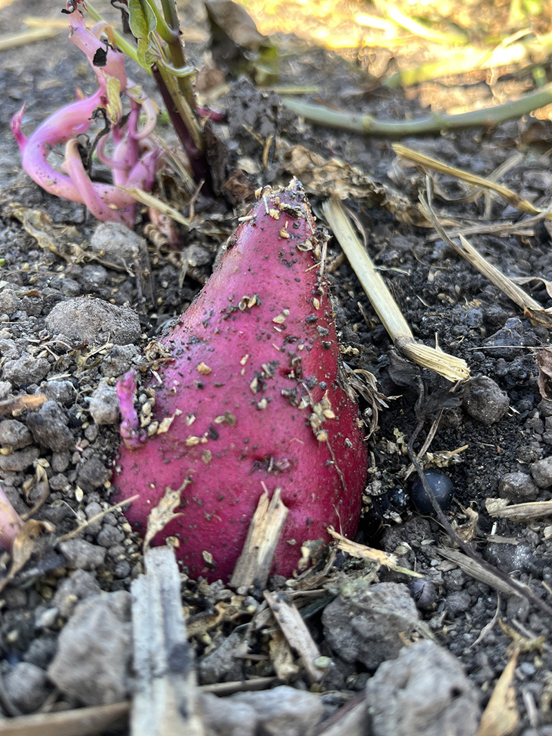 シルクスイート